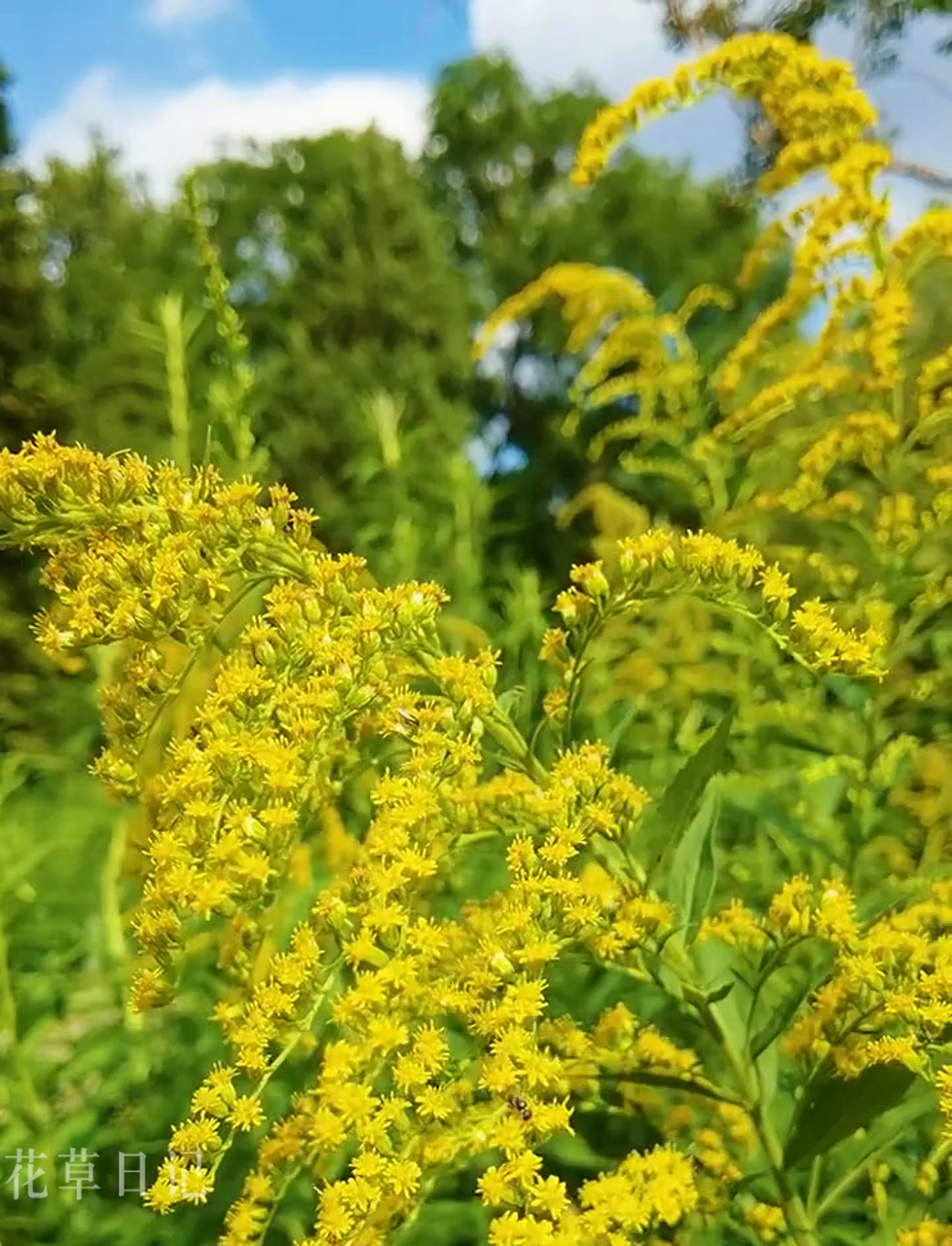 加拿大金鸡菊,多年生草本植物,能长到两米高,7-8月开花,花型像小太阳,耐寒能力杠杠的,适