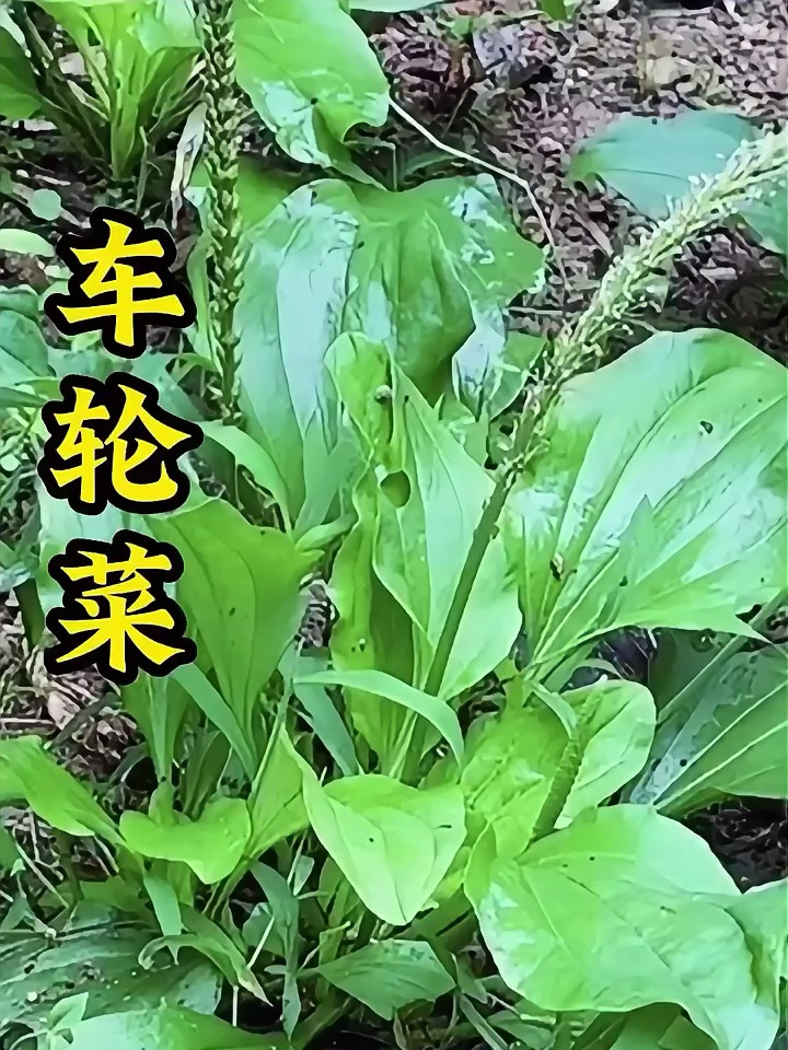 只有老一辈的人才认识的 “车轮菜”,原来还有这么多营养!