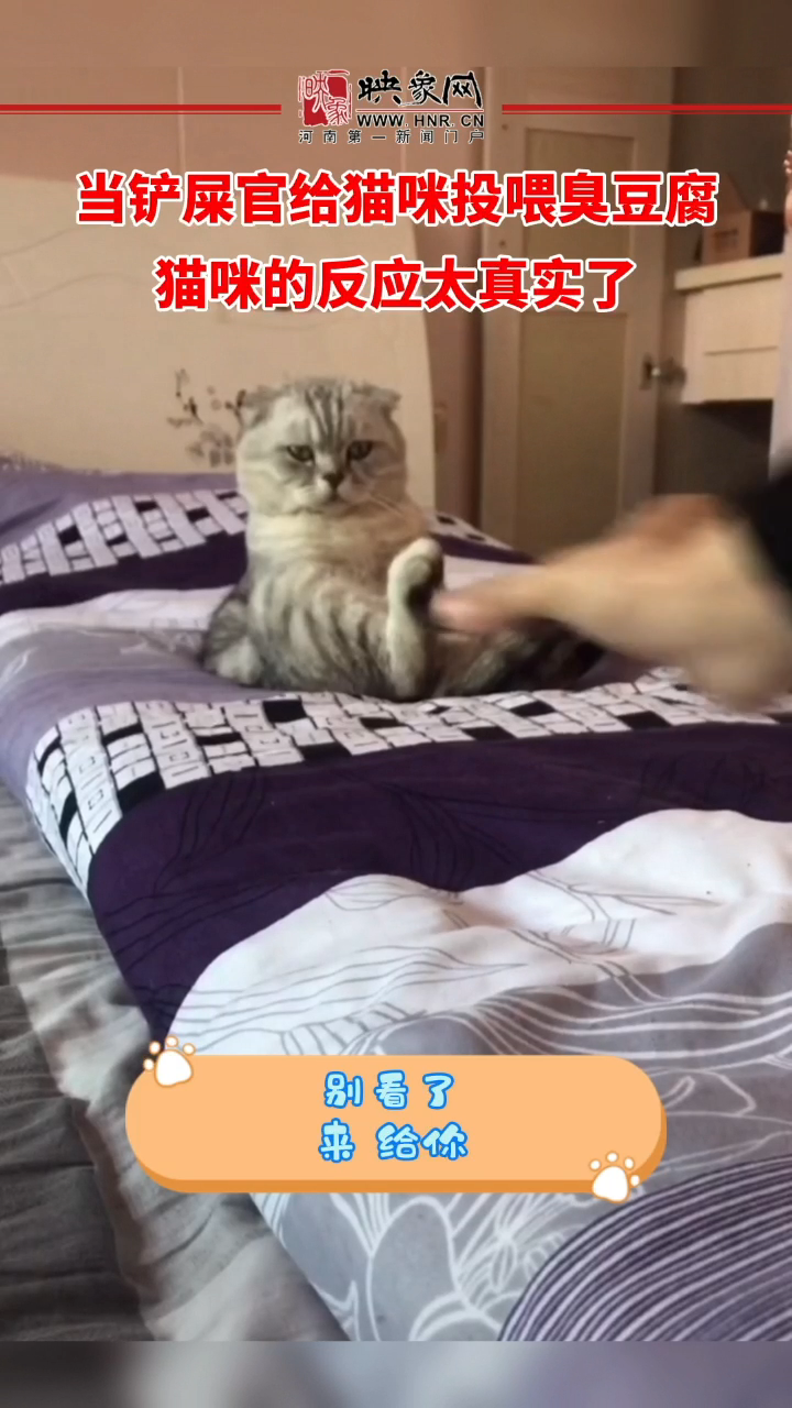 当铲屎官给猫咪投喂臭豆腐 猫咪的反应太真实了