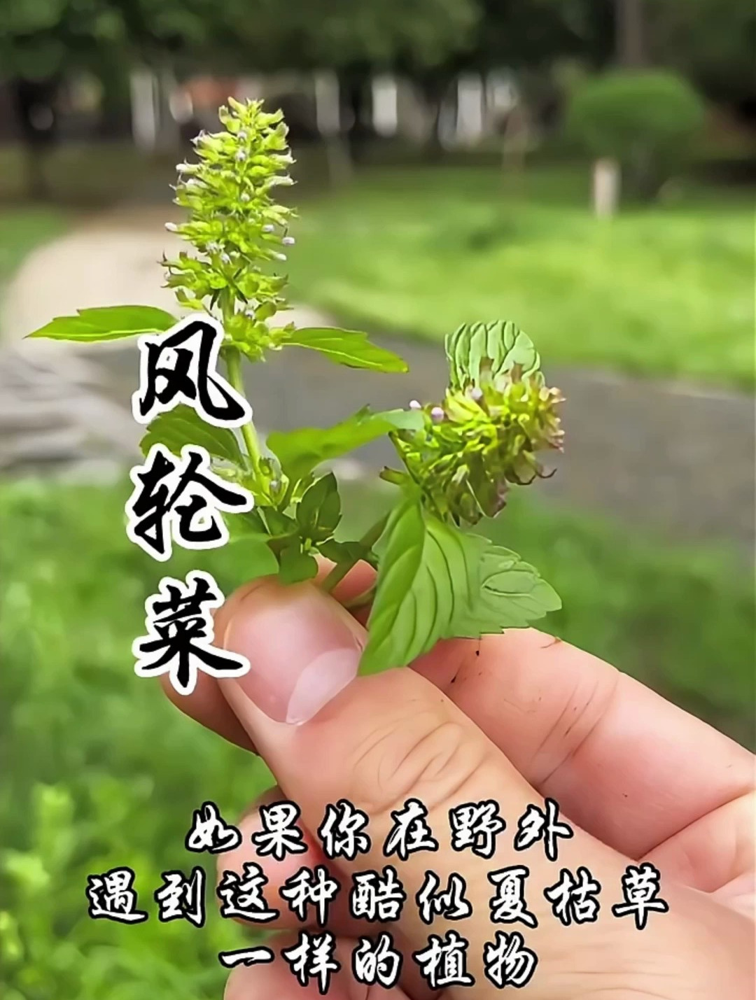 有没有听说过风轮菜这种植物?它幼苗能当菜吃,还跟夏枯草差不多
