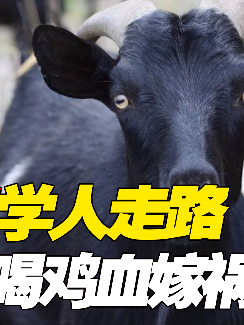 家养老山羊成精!伪装人类直立行走杀鸡取血,还让黄鼠狼背锅!