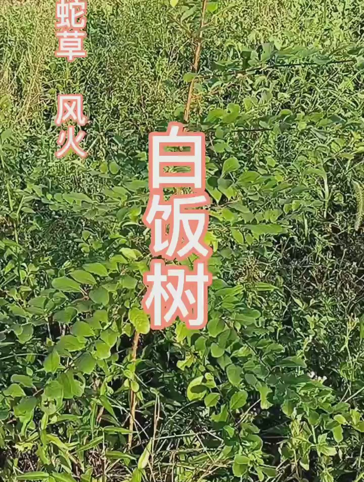 白饭树药用价值很高,你有见过吗?