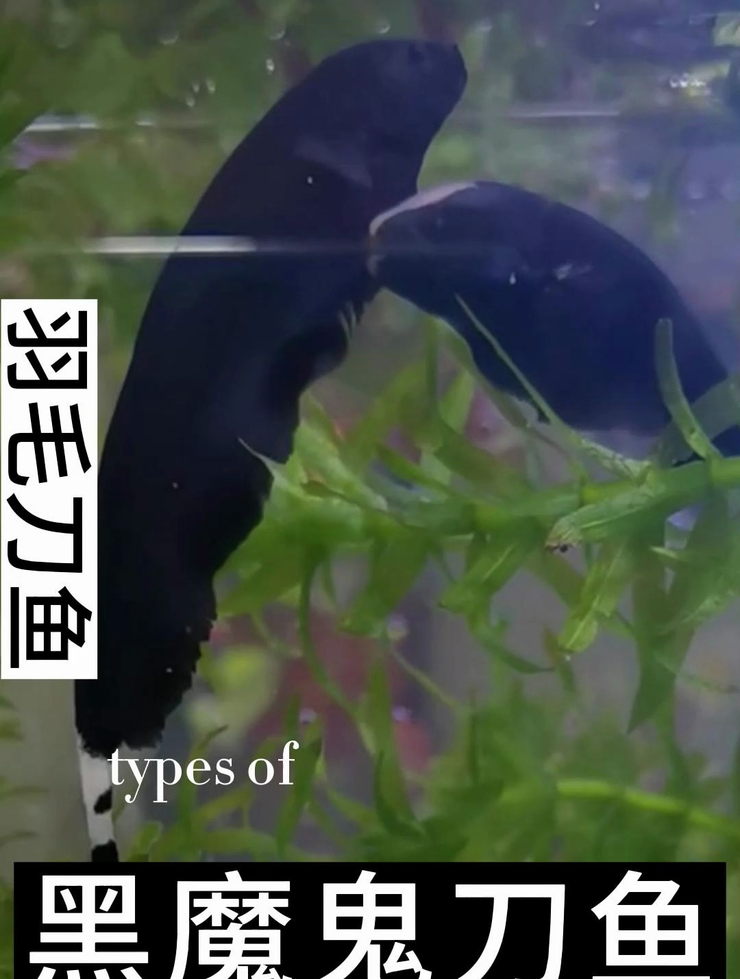 线翎电鳗又名黑魔鬼鱼,有攻击性,又叫“魔鬼刀”或“黑羽毛”