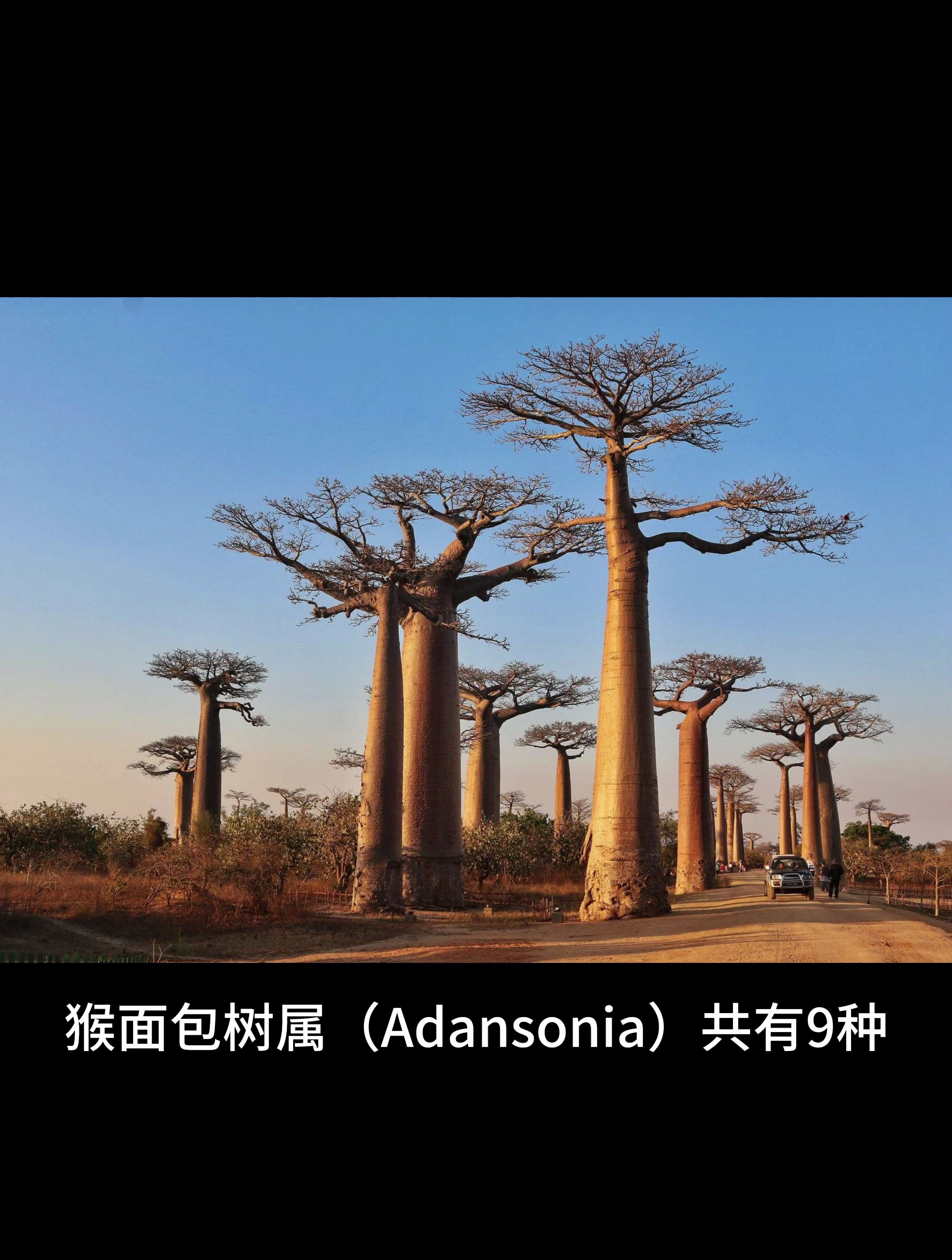 猴面包树的果实不能当主食,只能当调味品