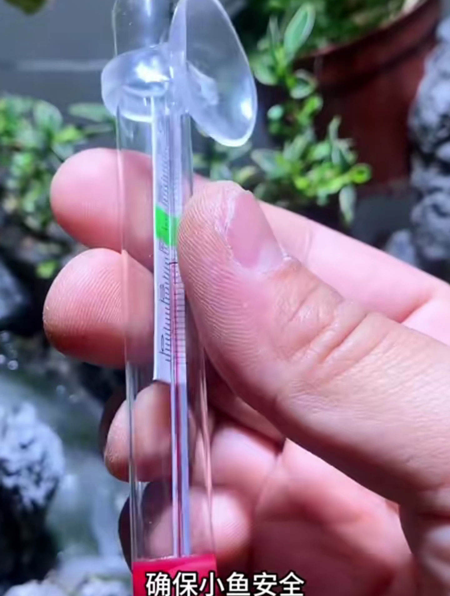 鱼缸温度计,家里养鱼的可以备上一个,确保小鱼安全