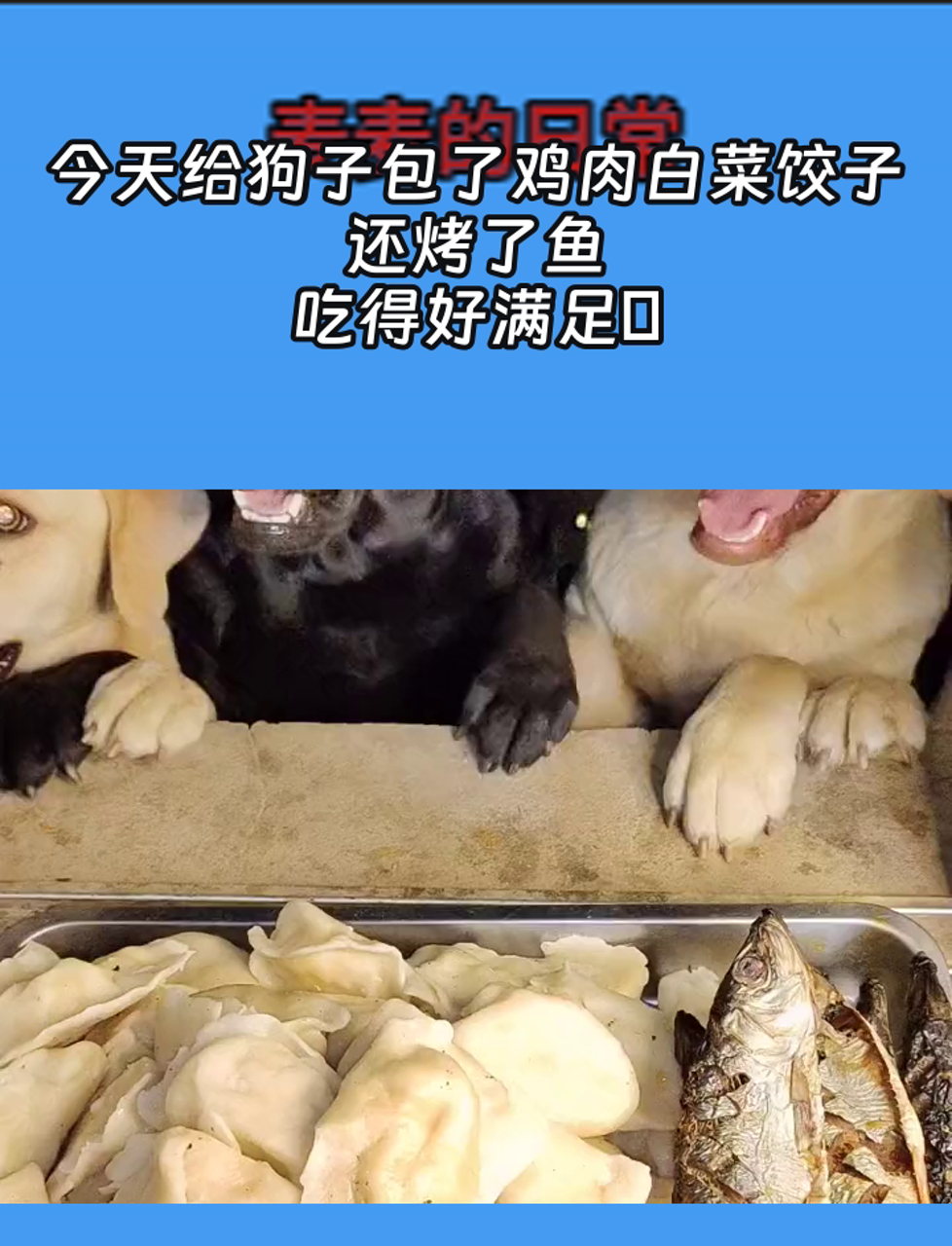 今天给狗子包了鸡肉白菜饺子,还烤了鱼,吃得好满足
