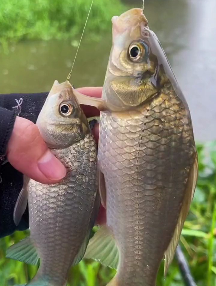 饵料里面氨基酸效果是好?还是坏?水下测试揭晓答案!