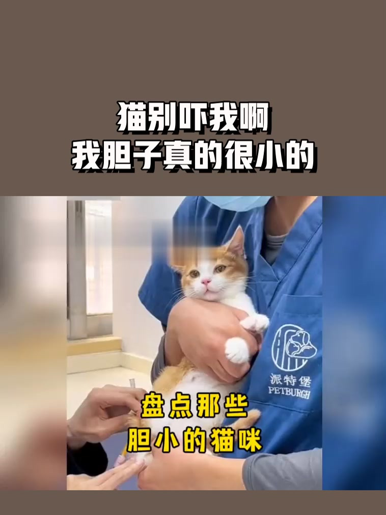猫别吓我啊,我胆子真的很小的