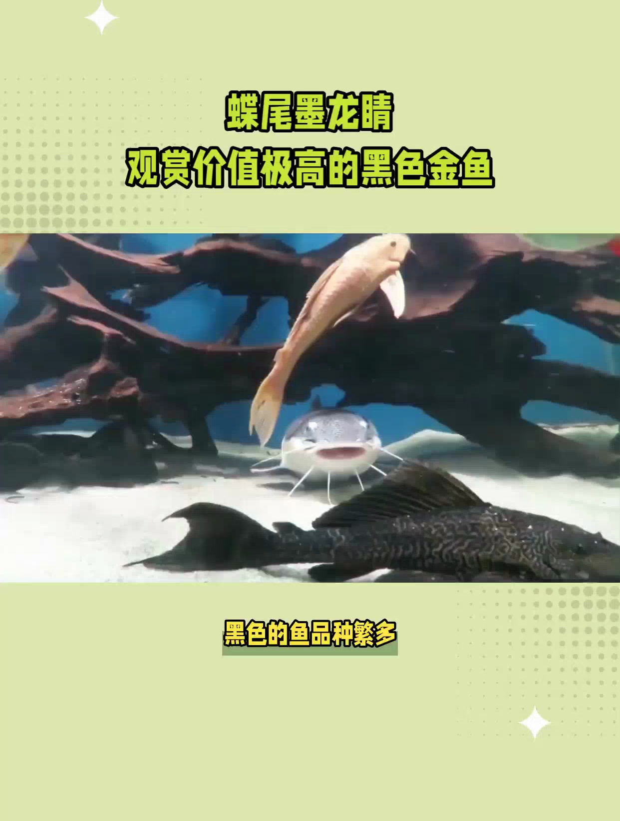 黑色的鱼是什么品种