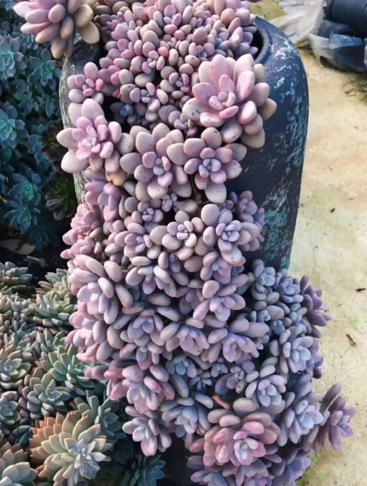 多肉大货这样养才酷!听听这些大货名字 多肉植物 爱生活爱多肉