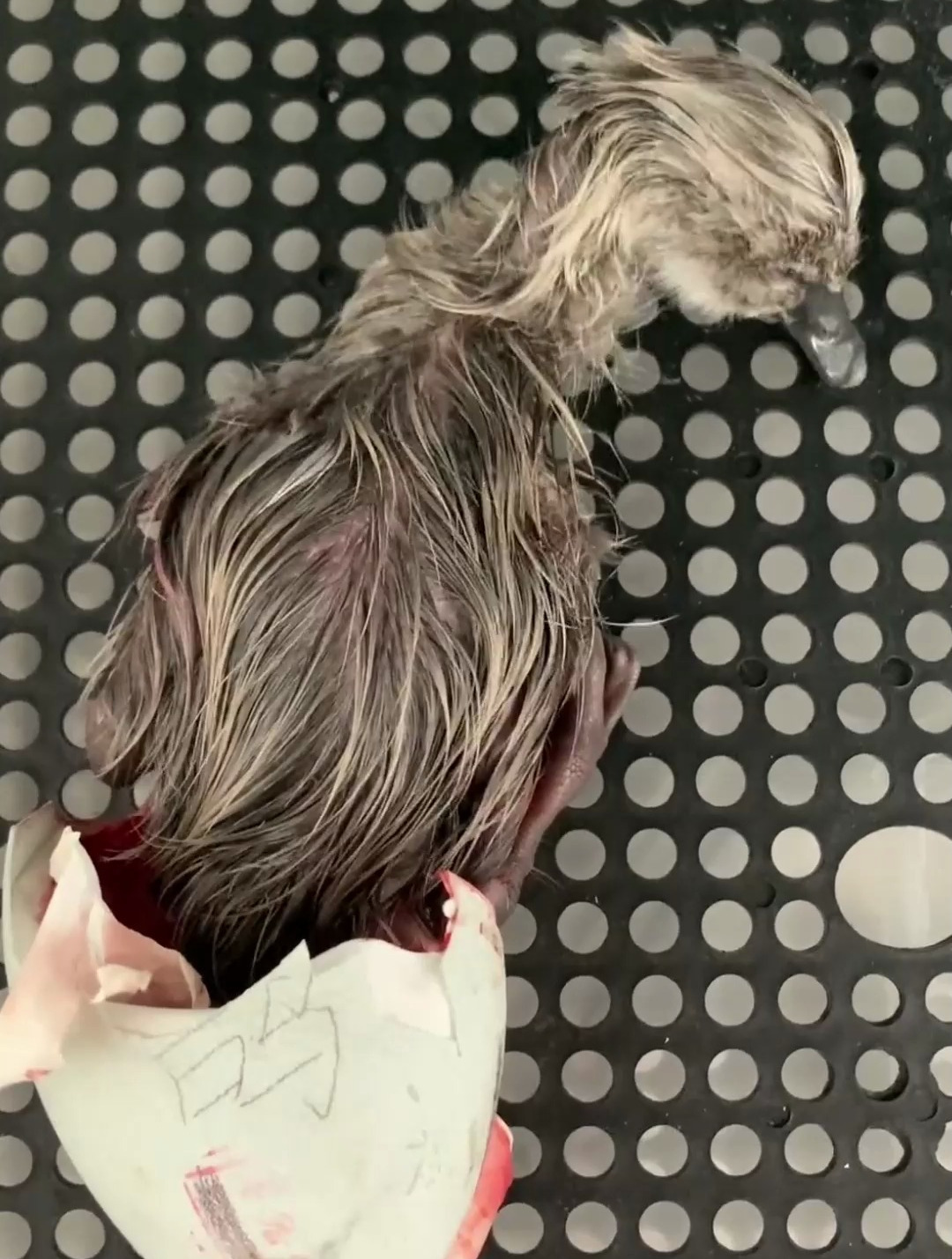 小的黑天鹅你们见过吗?