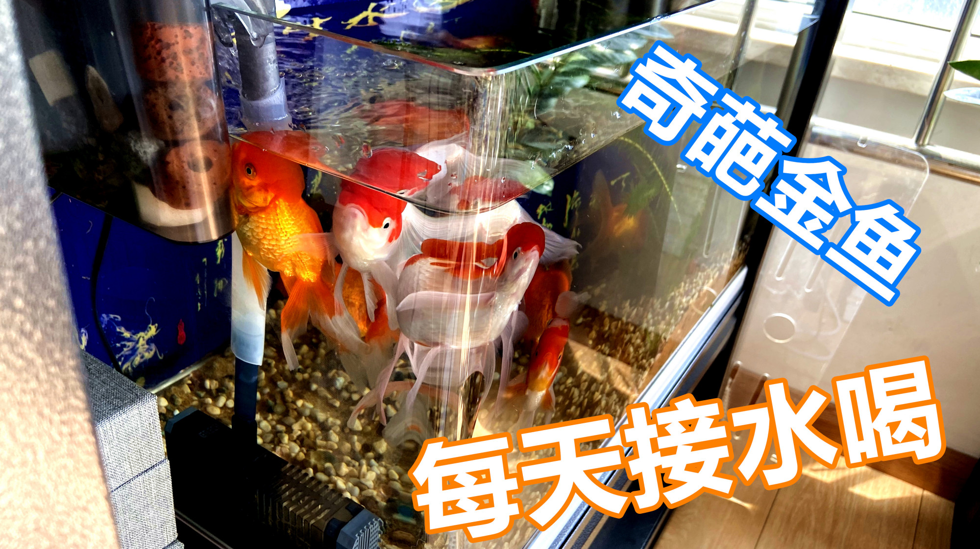 这只奇葩的国狮金鱼身在水中却希望喝外面的水 每天在这里接水喝