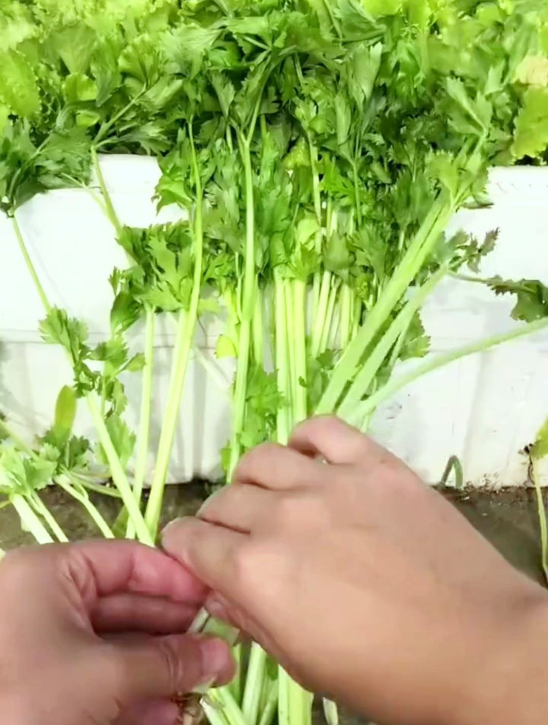 摘下来的芹菜根不要扔,教你如何种出千千万万棵小芹菜让你吃不完