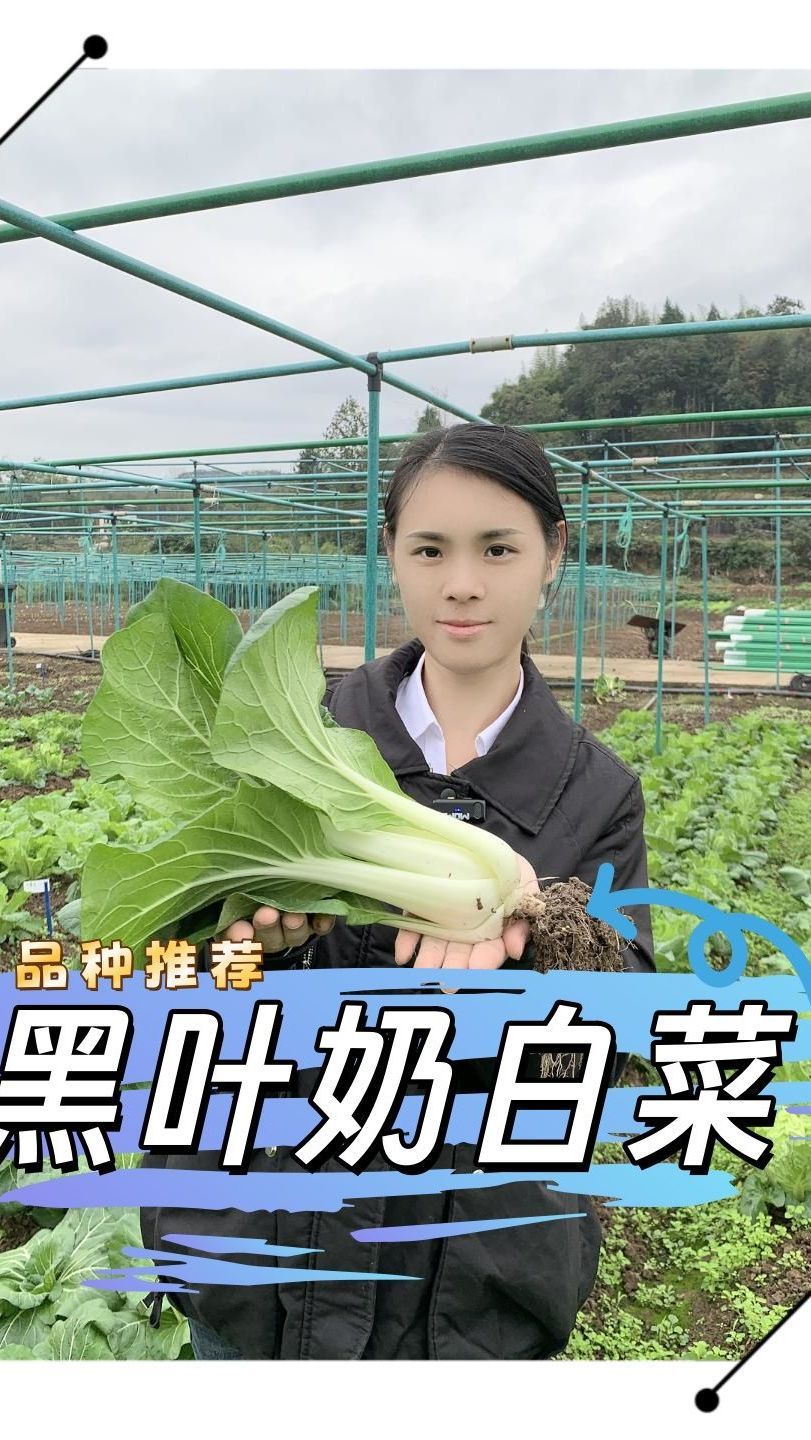 黑叶奶白菜品种推荐