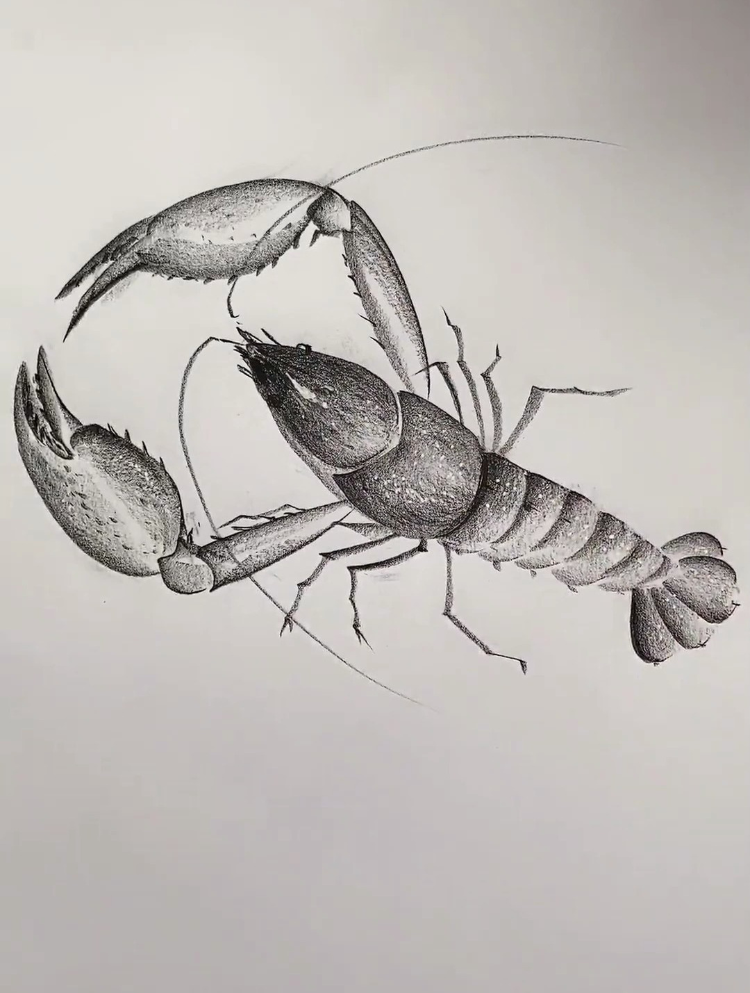 简单几笔画小龙虾 炭笔画 简笔画 想画就画