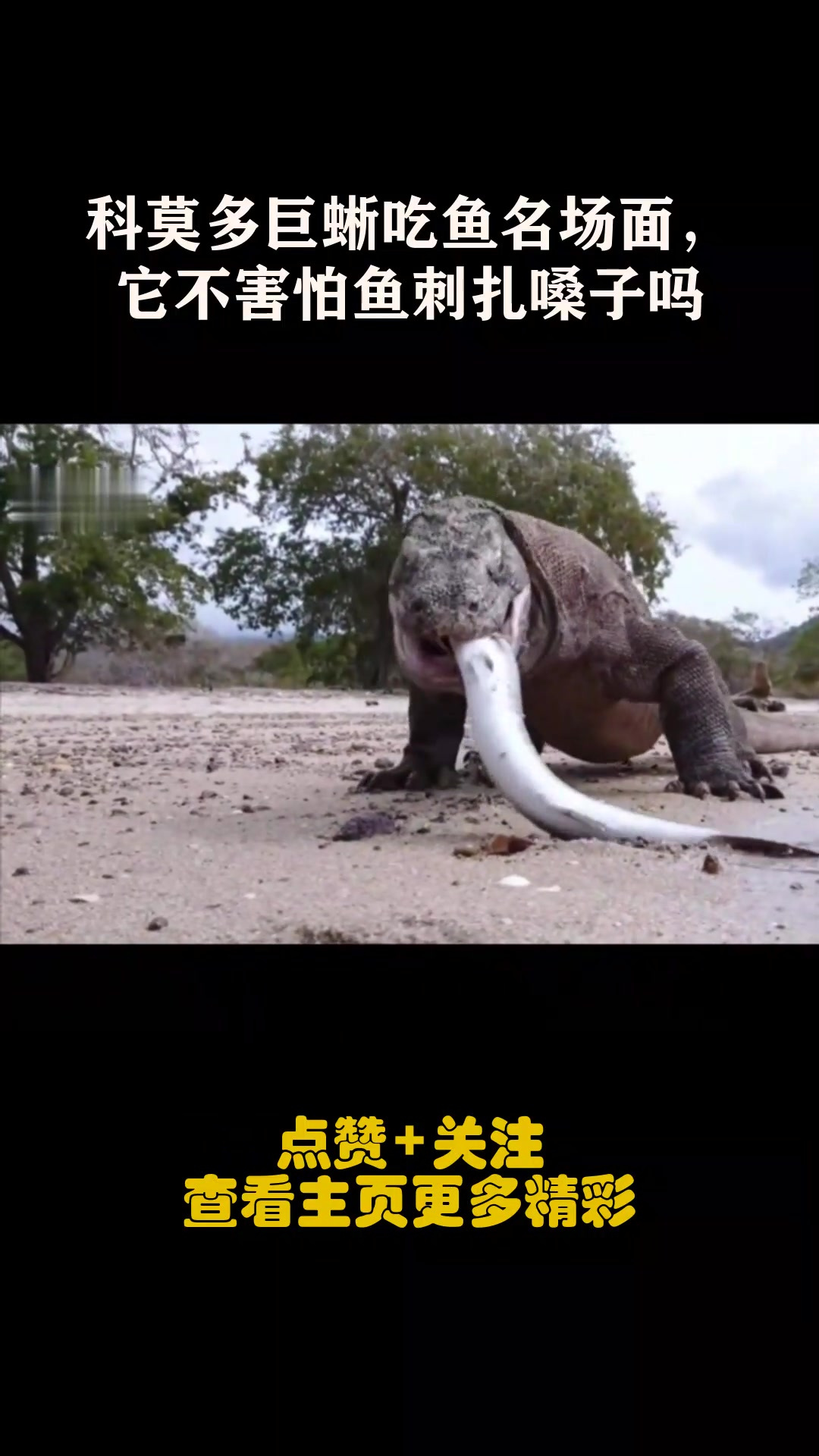 科莫多巨蜥吃鱼名场面,它不害怕鱼刺扎嗓子吗