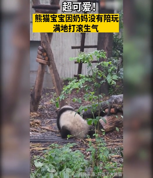 超可爱!熊猫宝宝因奶妈没有陪玩满地打滚生气