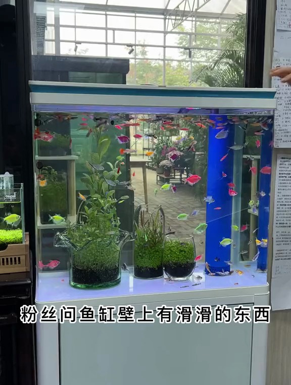 鱼缸壁上有滑滑的东西怎么处理?其实很简单