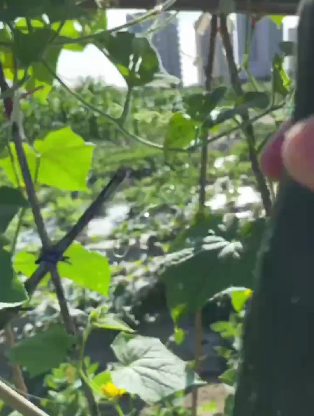 黄瓜黑鱼煲好吃的关键还有两个秘密武器我都告诉你们