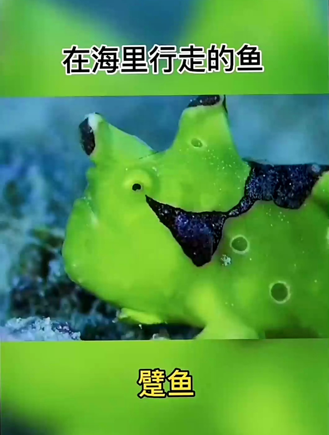在海里靠脚行走的鱼,外形可爱战斗力不可小觑