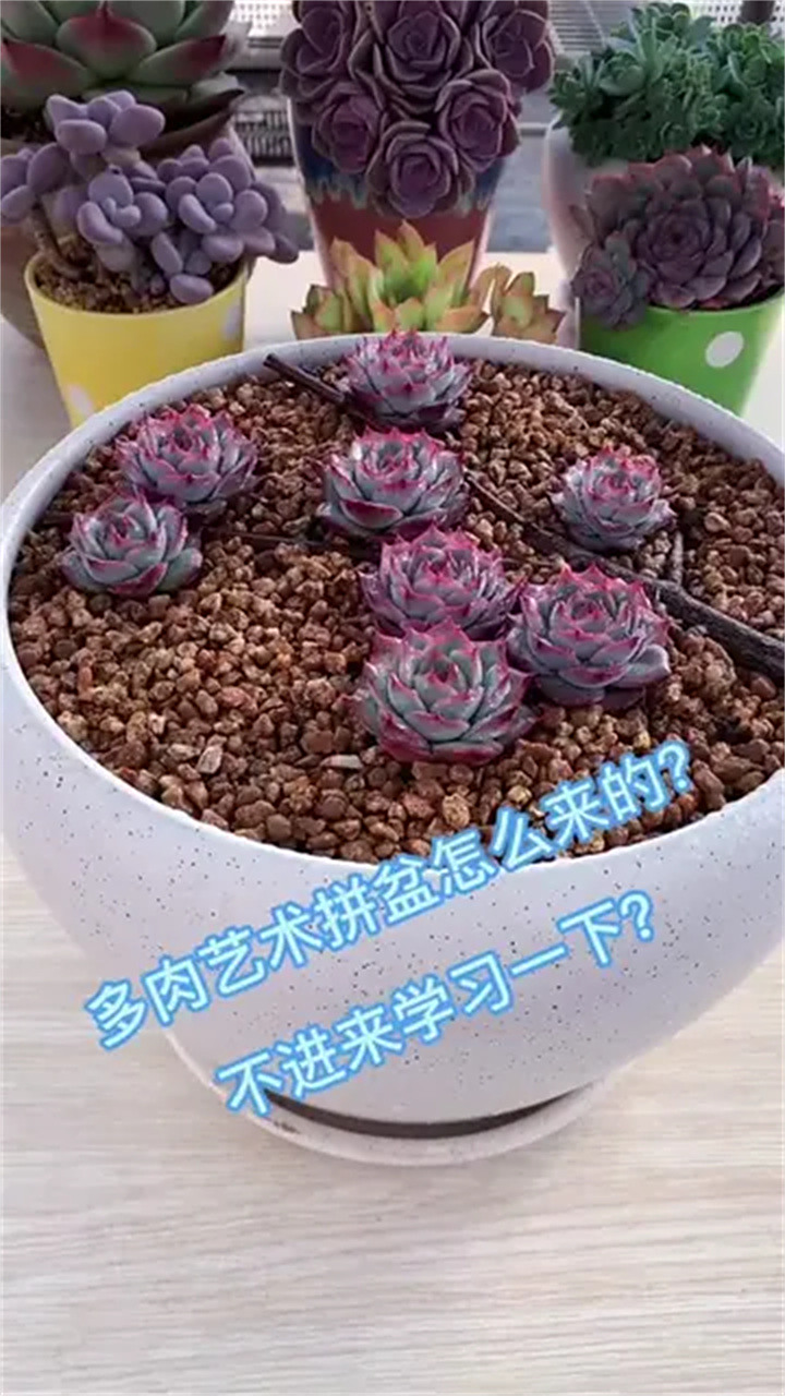 普通的多肉,也能做出漂亮的多肉拼盘