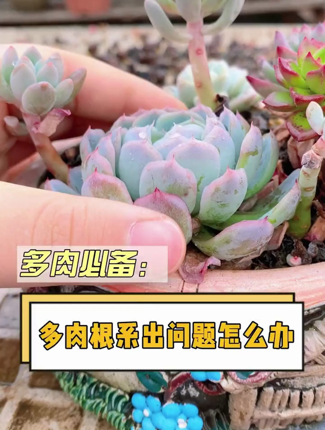 多肉植物掉叶,闷根烂根怎么办?教你一招轻松解决