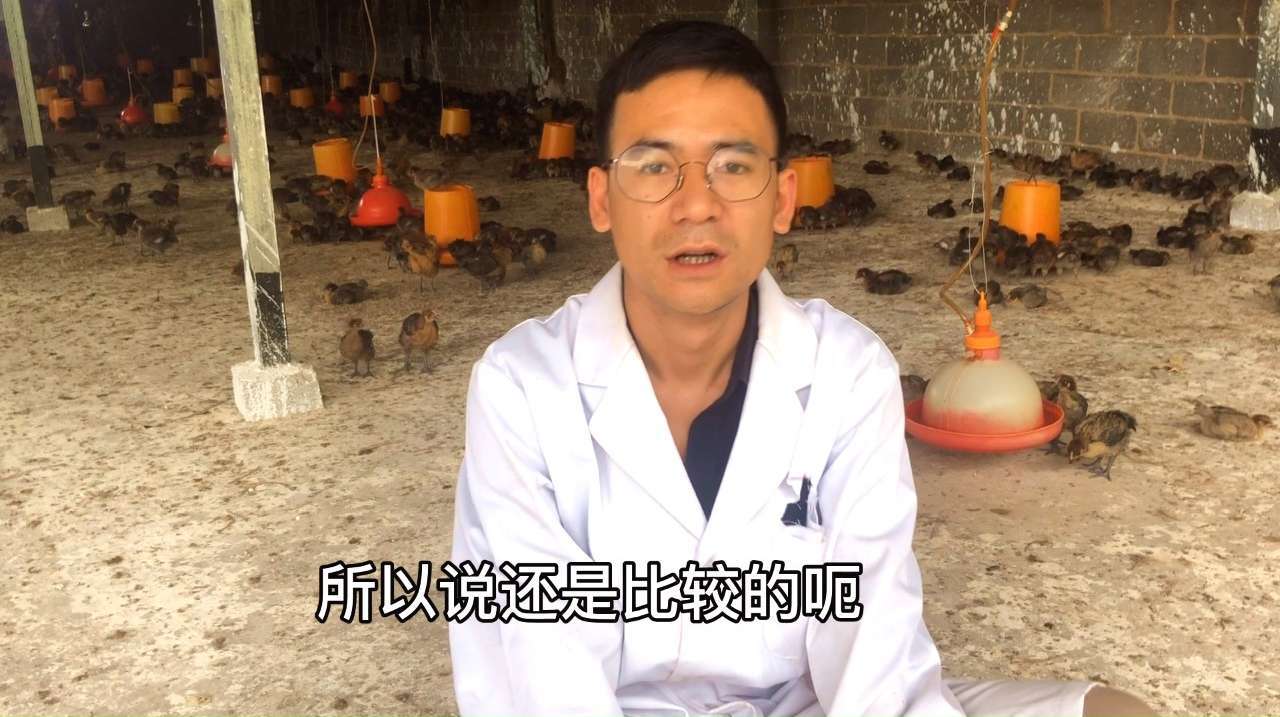 夏季养鸡多发的鸡痘病情,很多养鸡人被困扰,预防办法分享给大家