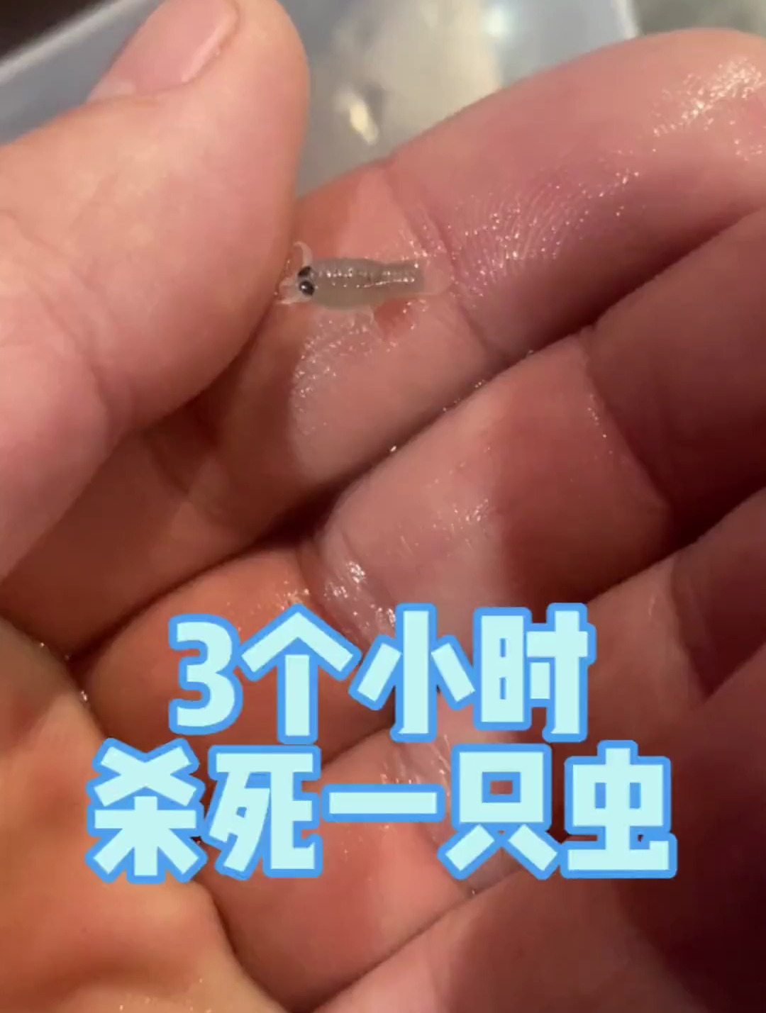 历时三个小时毒了一只缩头鱼虱 这个谁有办法