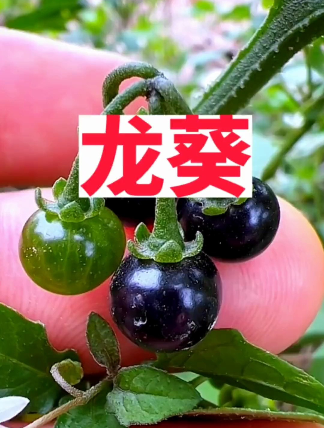 白花菜植物科普,你的家乡有这种植物吗