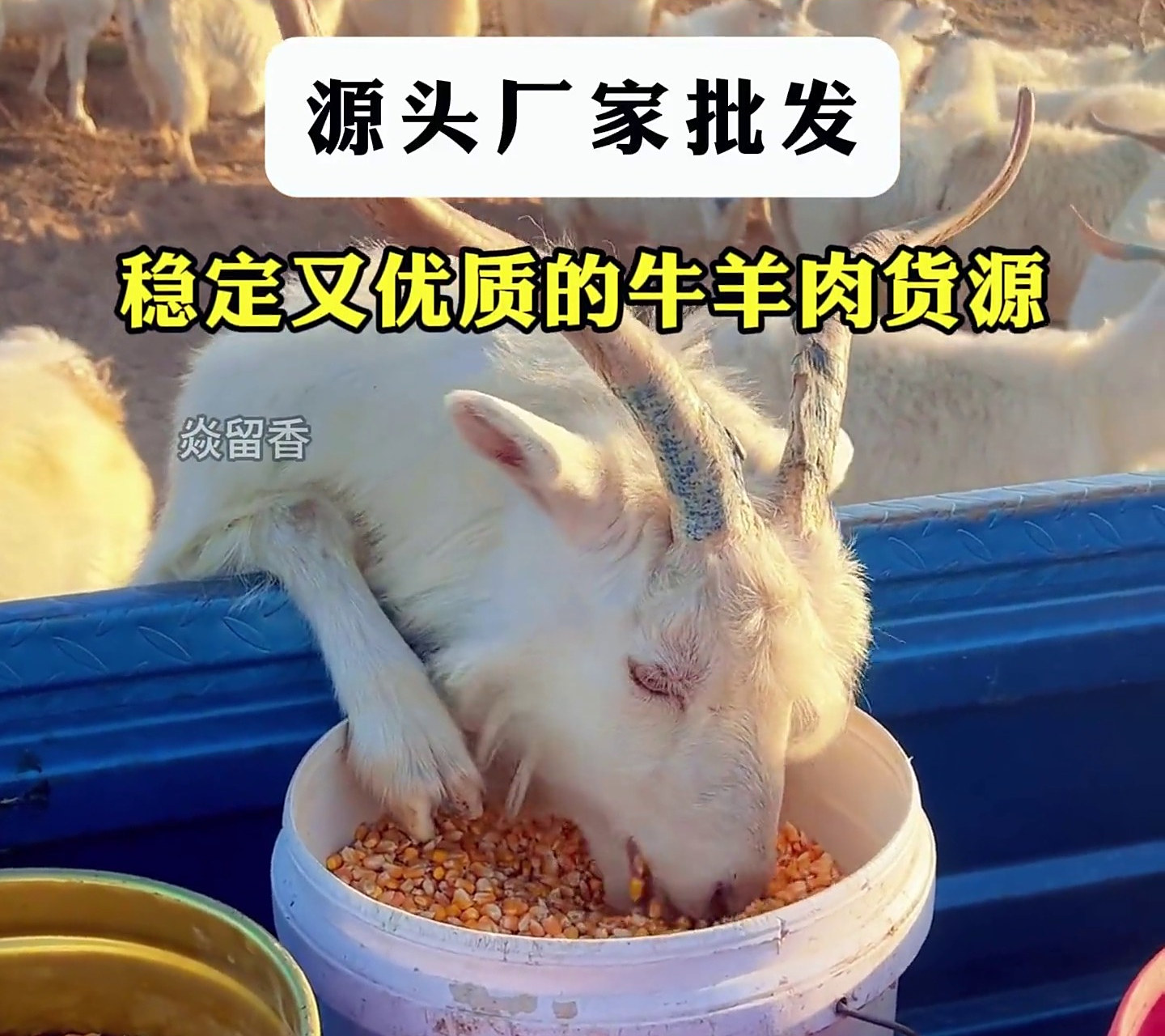 牛羊肉货源-焱留香-内么牛羊肉厂家104