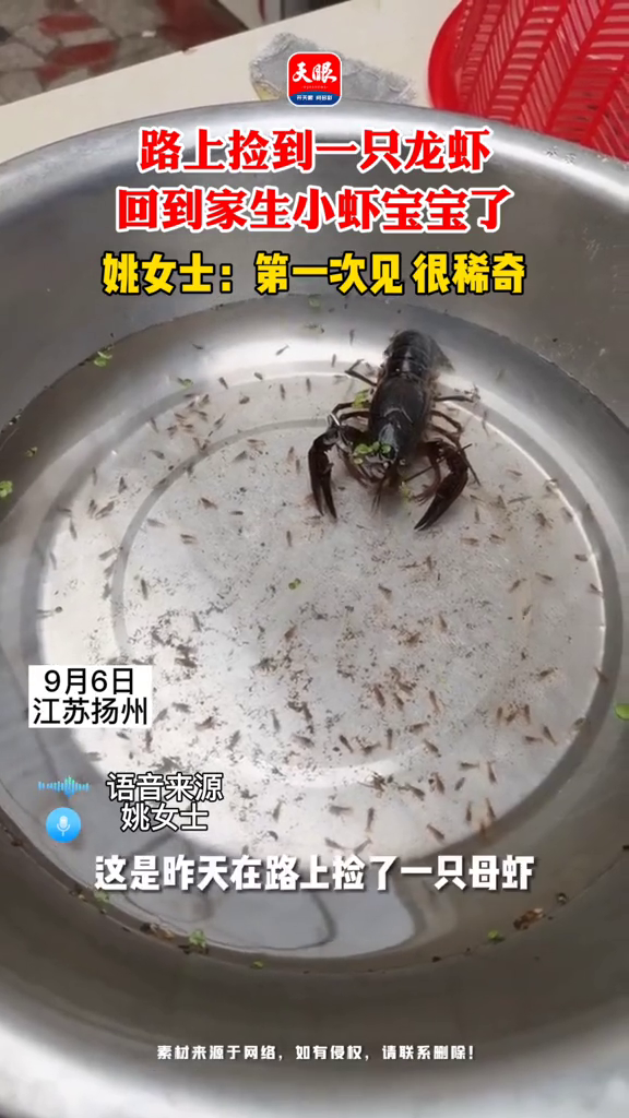 路上捡的一只虾,回到家生小虾宝宝了