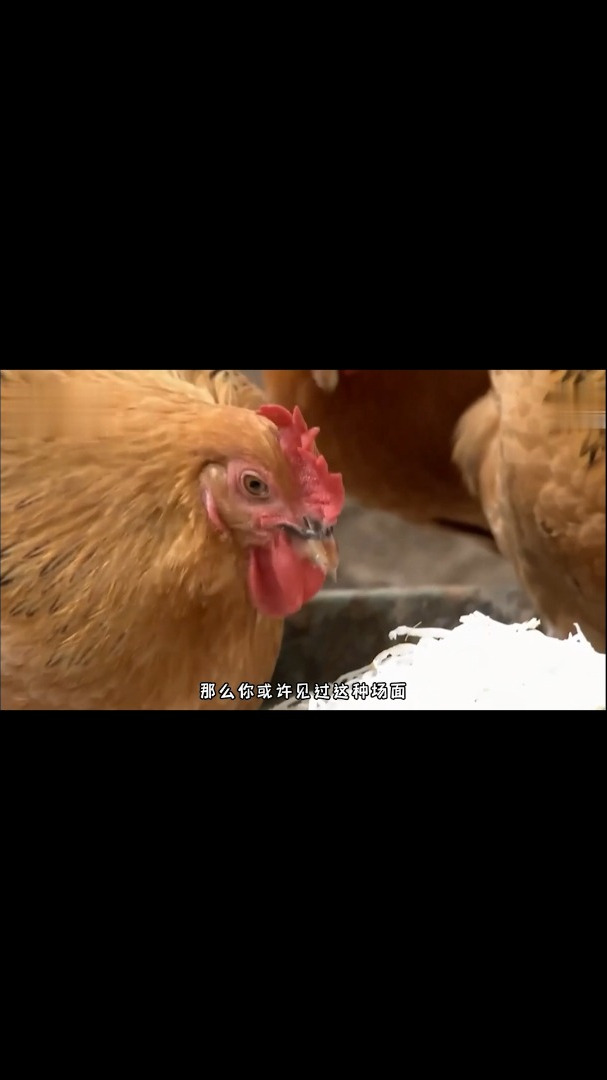 鸡为啥爱吃泡沫塑料?这东西对它们有毒吗?