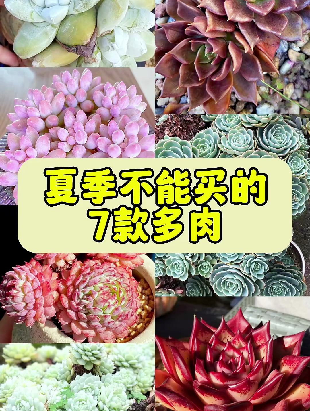 夏季不能买的七款多肉!你知道是哪些吗?看看你有没有,要注意!