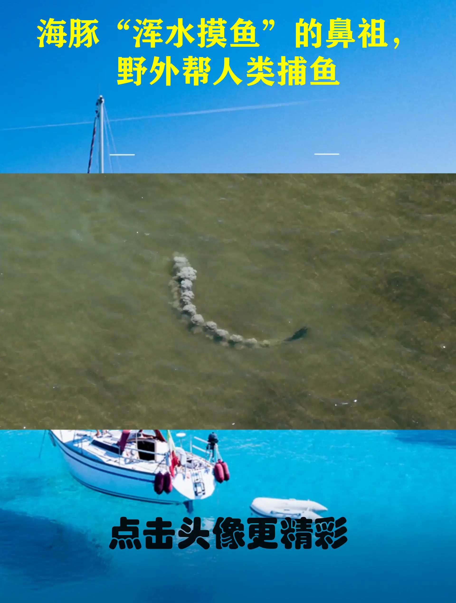 海豚“浑水摸鱼”的鼻祖,野外帮人类捕鱼