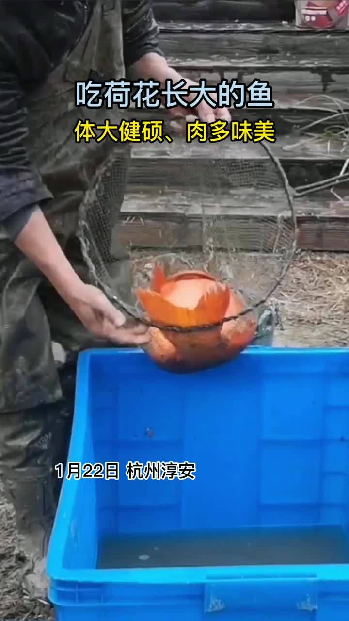 体大健硕、肉多味美!“吃”荷花长大的鱼成为生态农业新名片