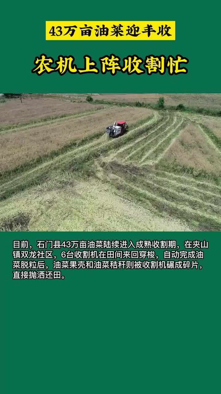 43万亩油菜迎丰收 农机上阵收割忙