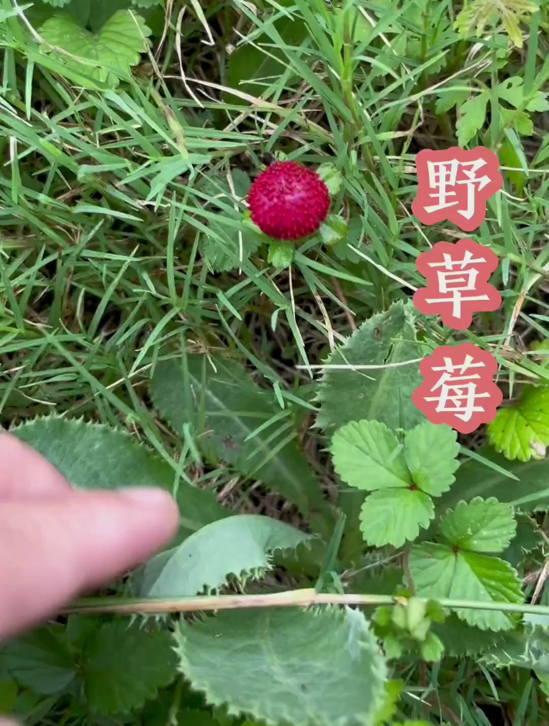 野草莓学名蛇莓