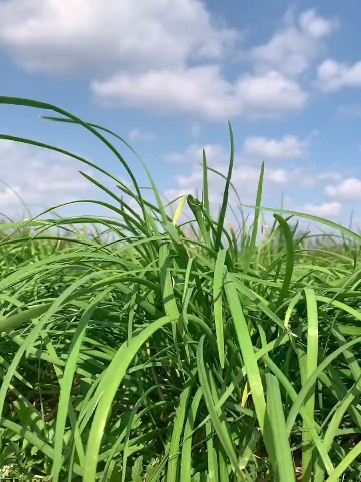 现在可以种韭菜吗?韭菜怎样种出苗快长势旺不黄叶,看看就明白了