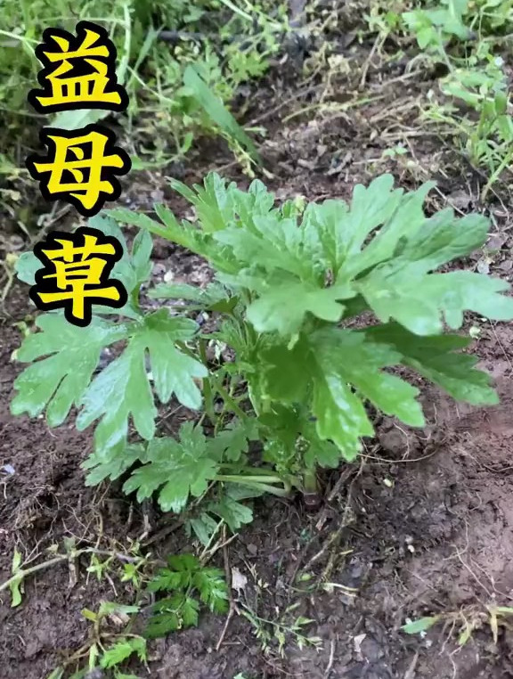 植物科普：你知道益母草长什么样吗？很多人叫它女人草