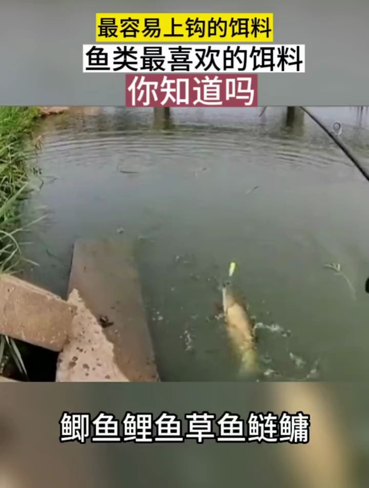 鱼类最喜欢的饵料,你知道吗?