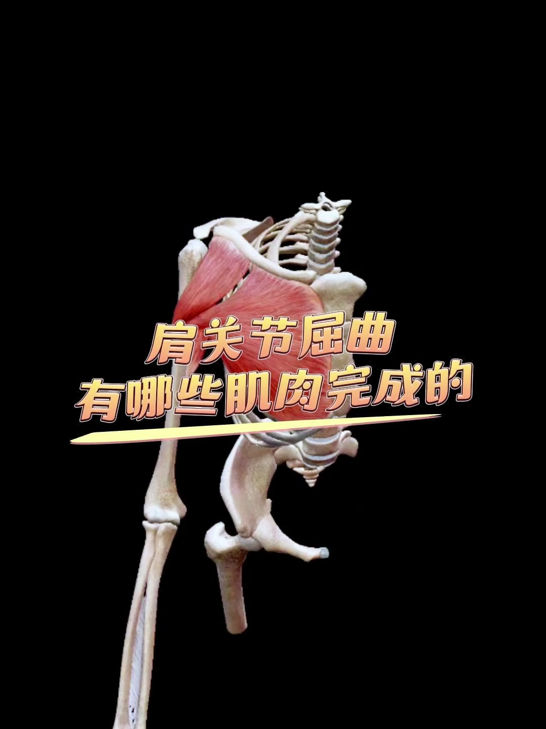 肩关节屈曲有哪些肌肉完成的