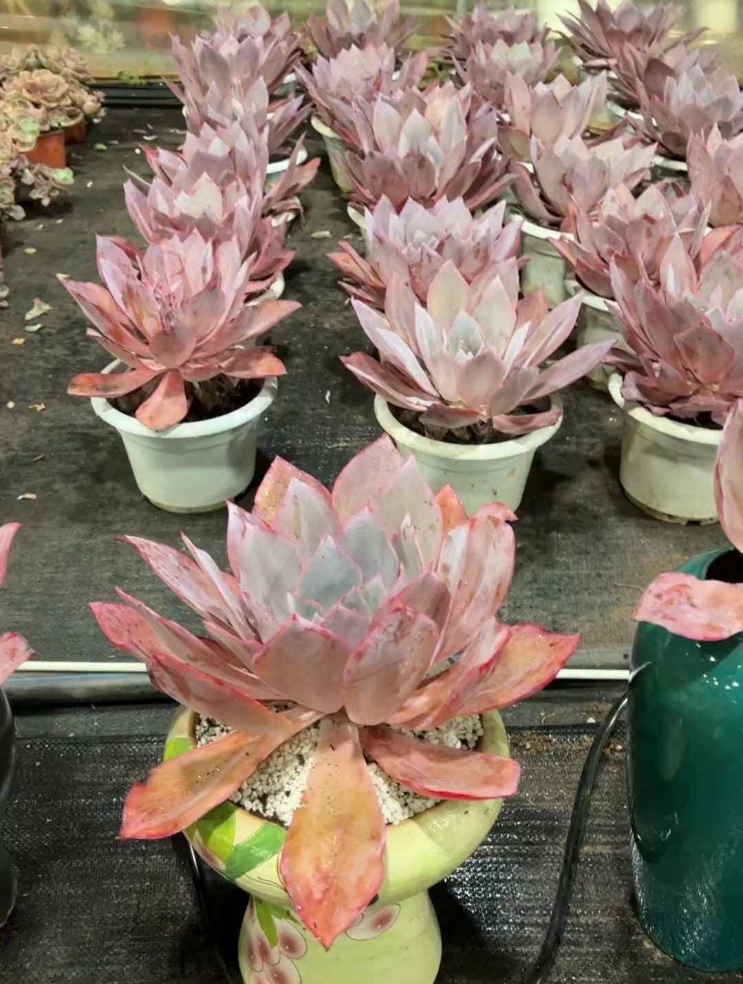 落日余晖晚霞来咯多肉植物 好看的花