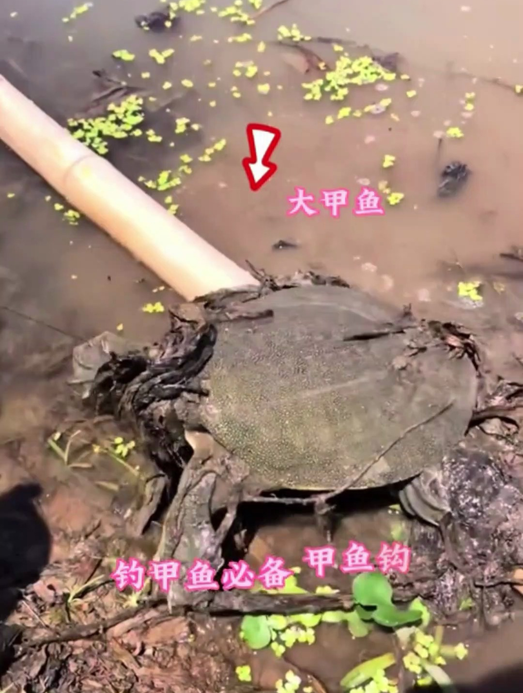 想要轻松钓甲鱼?不妨就带上这款甲鱼钩,挂上新鲜猪肝,收获满满