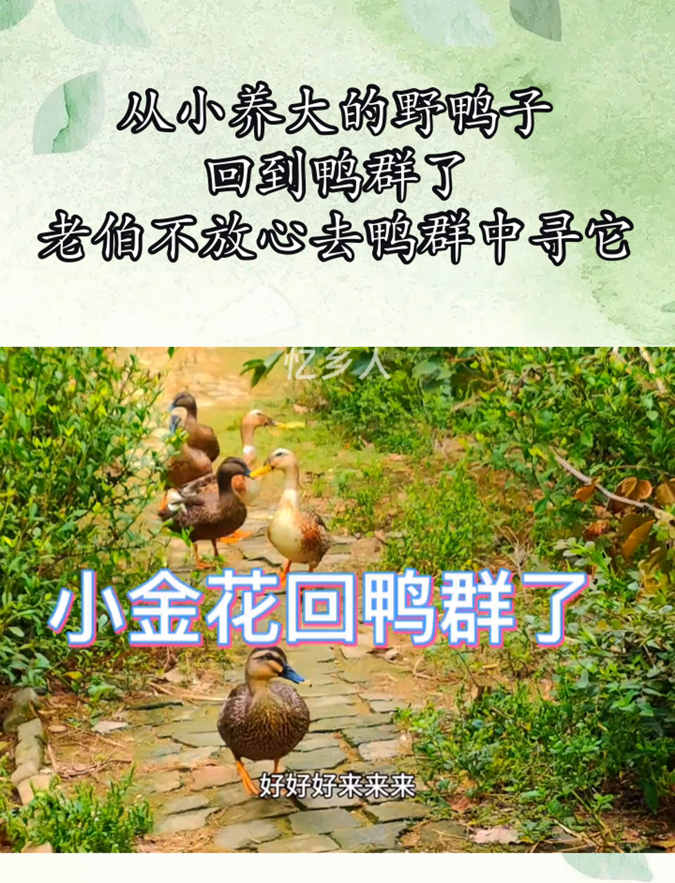从小养大的野鸭子,回到鸭群了,老伯不放心去鸭群中寻它