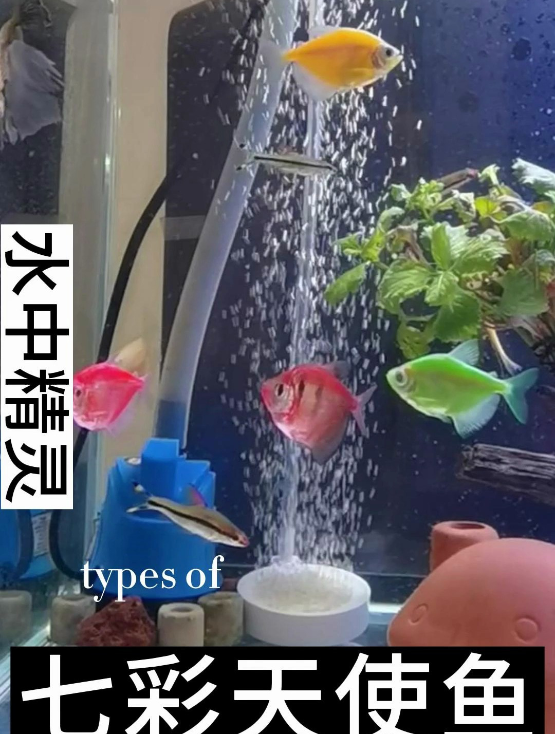 天使鱼水中的颜色精灵,一共有两个色系,每个色系有7种颜色