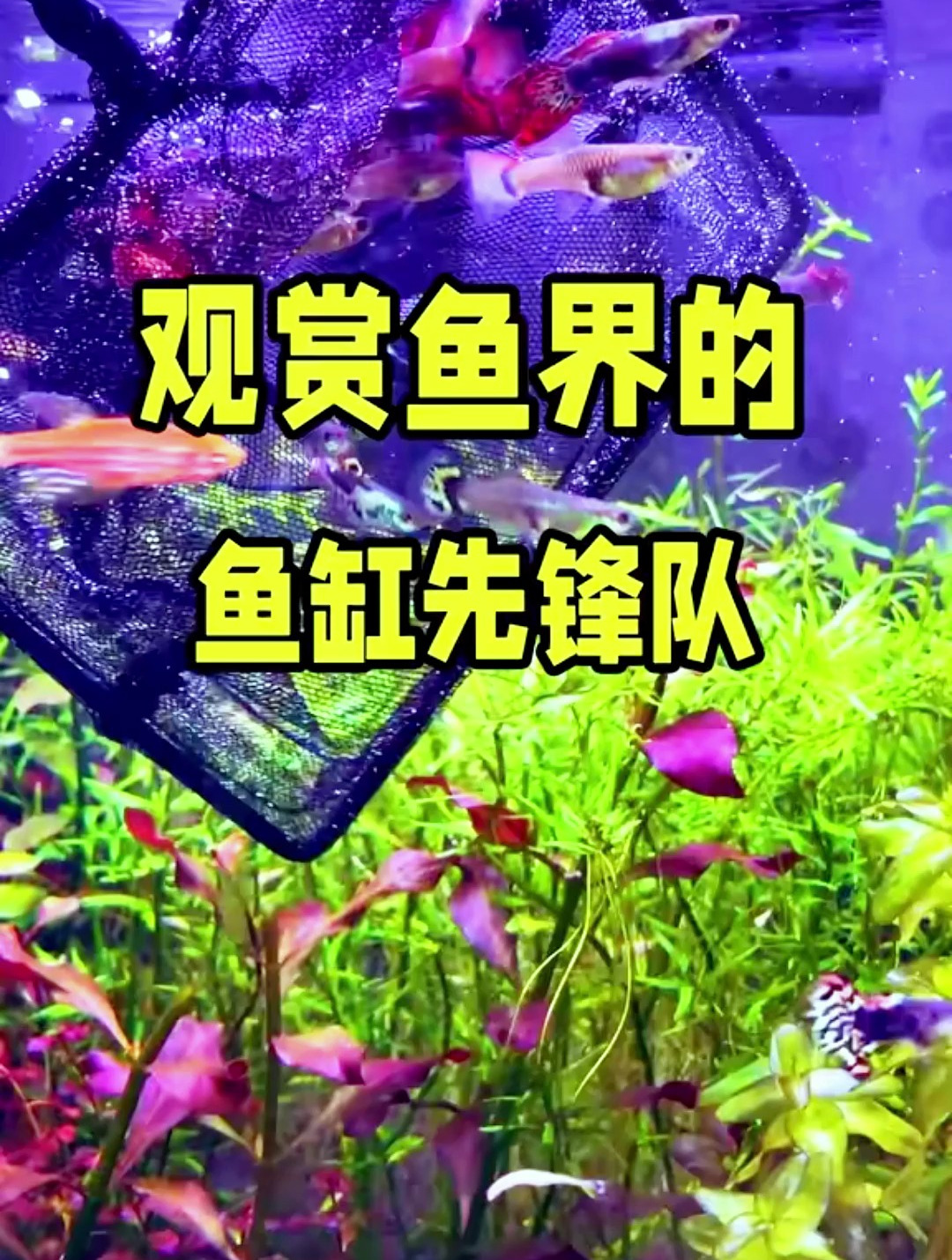闯缸鱼是什么?有没有养鱼达人来解释一下?还有其他的闯缸鱼吗?