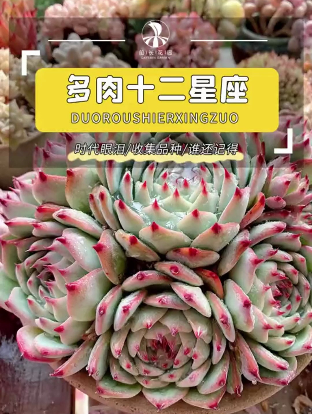 以前肉友玩多肉,还会取很多别称,比如十二星座多肉……