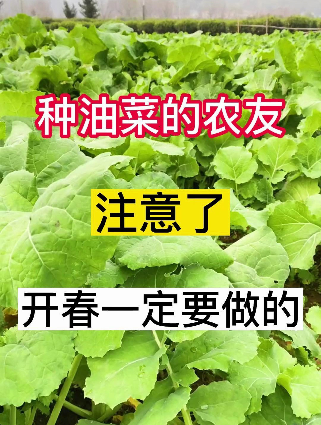 种油菜的农友注意了开春一定要做的