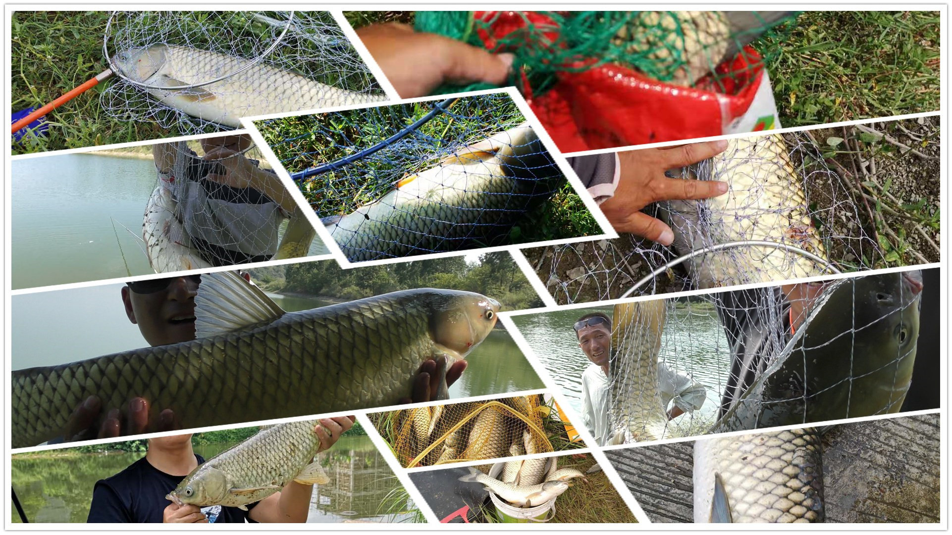 野钓草鱼攻略分享,钓位、饵料、装备、打窝,重点:小药没用!