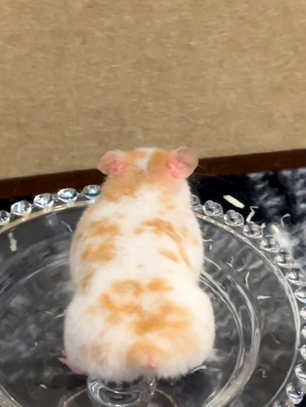 糯叽叽的“桂花糕”!